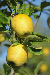 Pommes golden