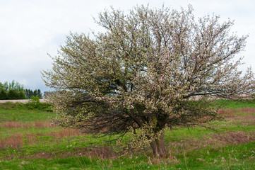 Fototapeta premium big old apple tree in bloom out in a field on a cloudy day