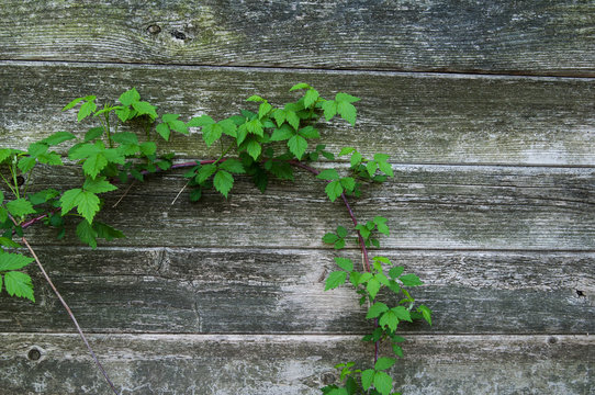 raspberry cane growing against a wooden fence