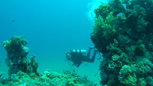 Diver looking at a swimming near coral reef, Red sea, 