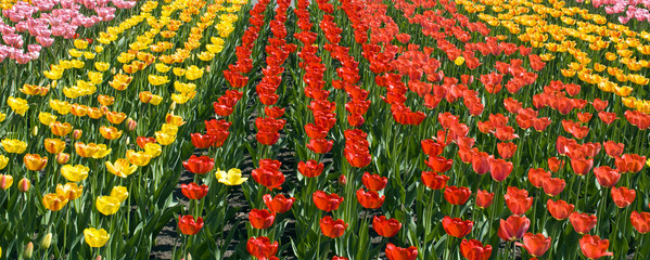 Background colorful tulips