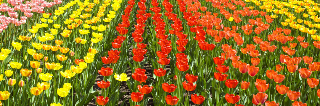 Background colorful tulips
