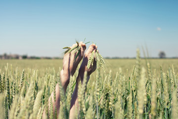Feet in wheat