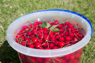 großer Eimer voller frischer, roter, reifer Kirschen