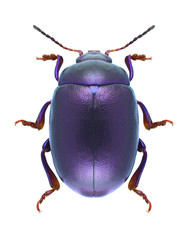 Beetle Chrysolina sturmi
