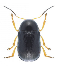 Beetle Cryptocephalus bameuli