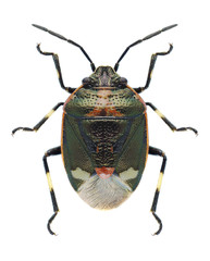 Bug Eurydema oleracea