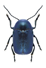 Beetle Cryptocephalus violaceus