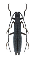 Beetle Theophilea subcylindricollis