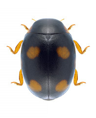 Beetle Hyperaspis erytrocephala