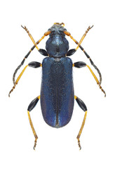 Beetle Phymatodes rufipes