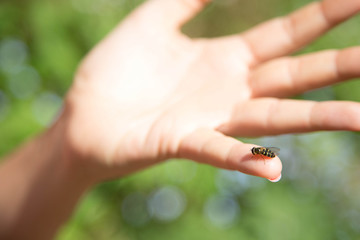 kleine Wespe auf Frauenhand