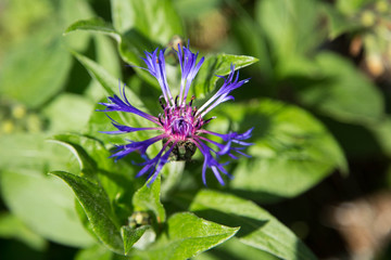 eigenartig, blau violette Frühlingsblume in den Alpen