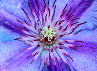 Obraz premium Violet Flower