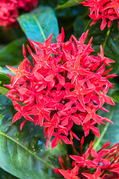 Ixora