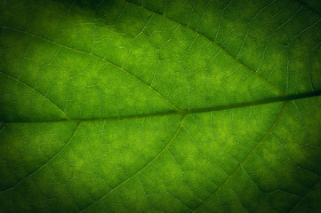 Plakat Abstract green leaf texture for background