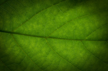 Obraz na płótnie Canvas Abstract green leaf texture for background