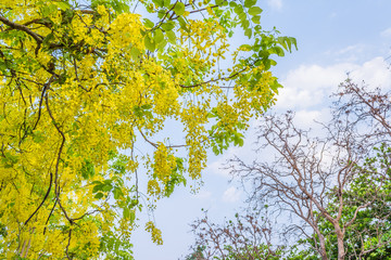 Golden Shower flower in Chiang mai Thailand