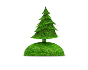 Green isolated fir tree