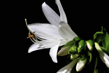 White flower bloomings