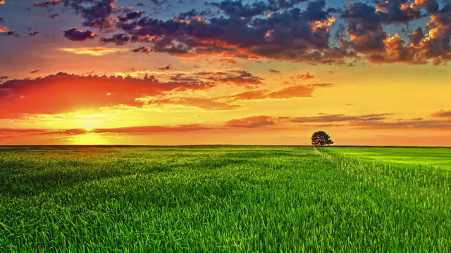 4 in 1 video! The picturesque sunset above the green wheat field, real time capture. Shot with Red Cinema Camera. NO BIRDS