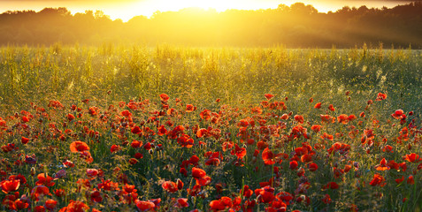 Sunrise poppies in summer countryside