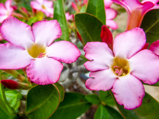 Fototapeta na wymiar Twin Desert Rose has white flower and pink edge on top