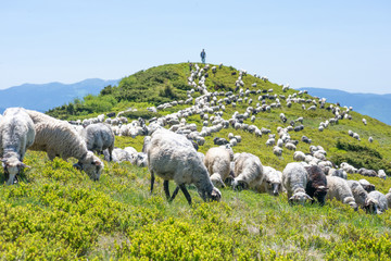 Sheep grazing on the slopes of Ukrainian Carpathians