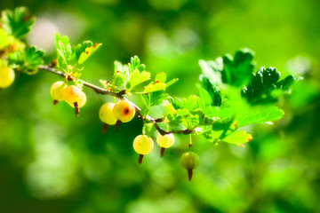Ripe Gooseberry