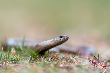 a young Blindworm on ground