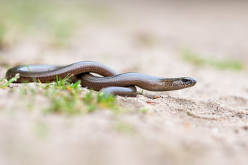 a young Blindworm on ground