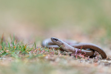a young Blindworm on ground