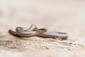 a young Blindworm on ground