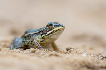 common European frog