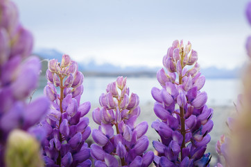 Purple lupin flowers growing by Lake Tekapo in New Zealand 