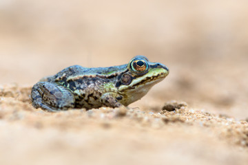 common European frog