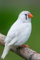 zebra finch