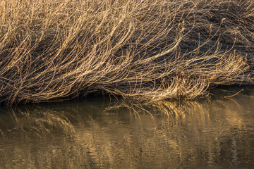 River Grass