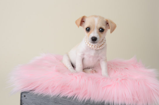 Tiny chihuahua mixed breed puppy wearing pearl necklace