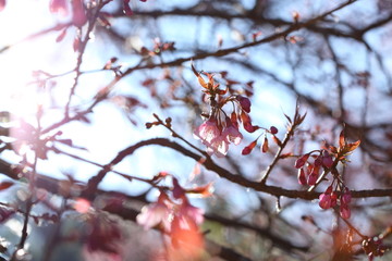 pink cherry blossom flowers in garden at chiang mai, thailand