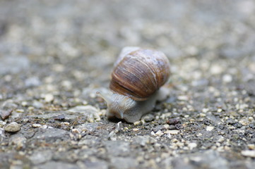 Schnecke im Park