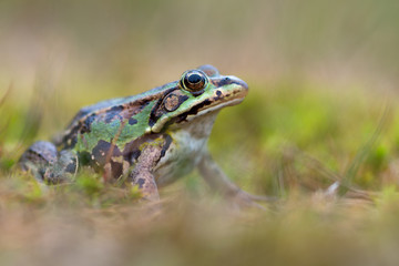 common European frog