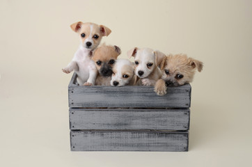 Small chihuahua terrier mixed breed puppies in crate
