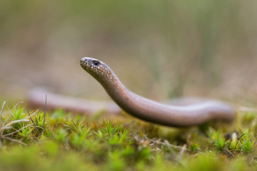 a young Blindworm on ground