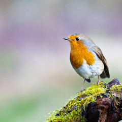 robin