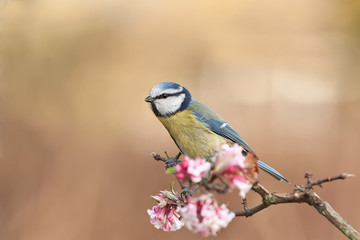 Blue tit perched on a stick