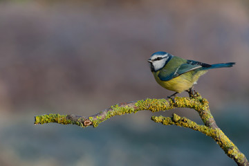 Blue tit perched on a stick