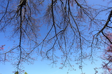 pink cherry blossom flowers in garden at chiang mai, thailand