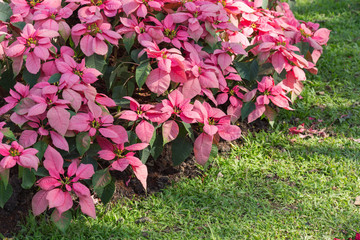red and white poinsettia tree in garden