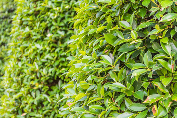 Fototapeta premium image of Leaf wall for background usage.